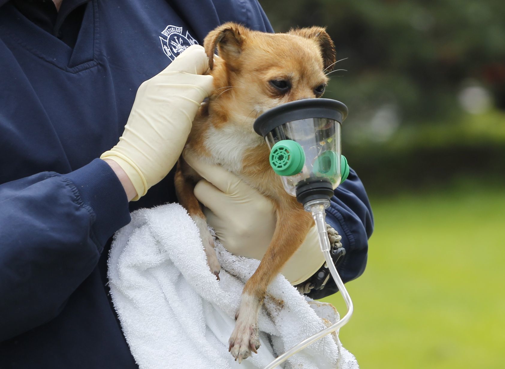 050719jr-lincoln-fire-dogs-8